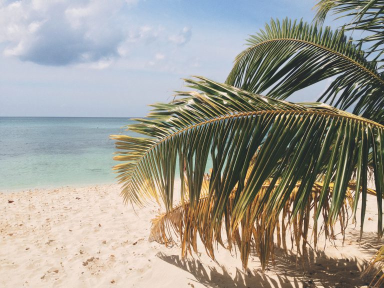 ambiance tropicale et chaleur garanties durant nos cours et nos spectacles